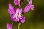 Polygala major