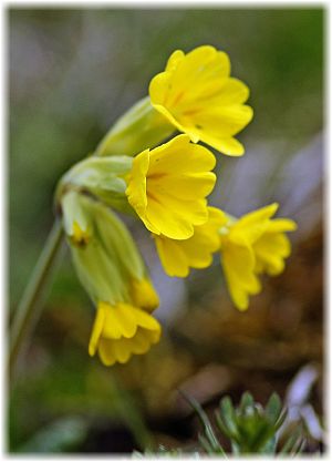 Primula veris