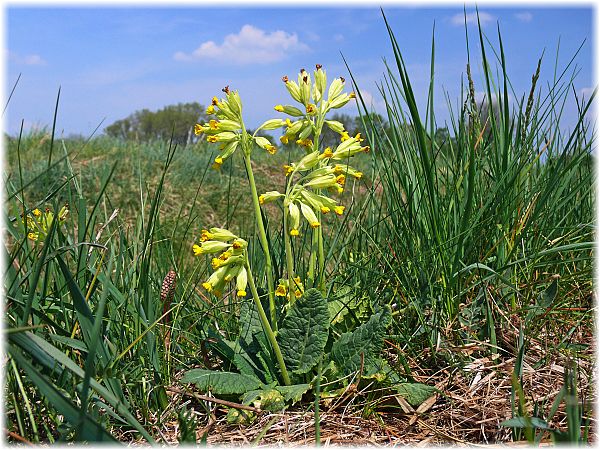 Primula veris