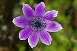 Anemone coronaria