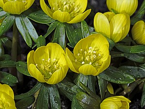 Eranthis hyemalis