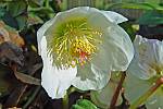 Helleborus niger