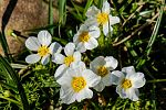 Ranunculus aquatilis