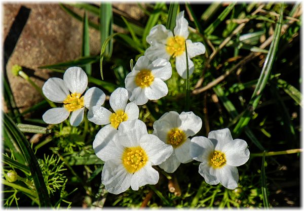 Ranunculus aquatilis