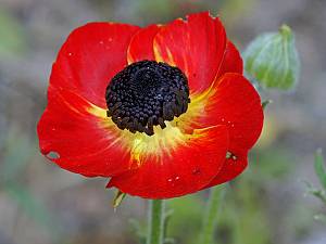 Ranunculus asiaticus