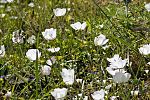 Ranunculus asiaticus albus