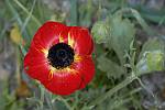 Ranunculus asiaticus