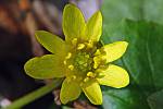 Ranunculus ficaria