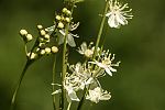 Filipendula ulmaria