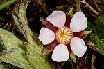 Potentilla micrantha