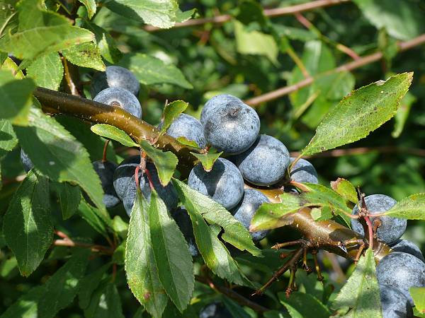 Prunus spinosa