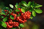 Pyracantha coccinea