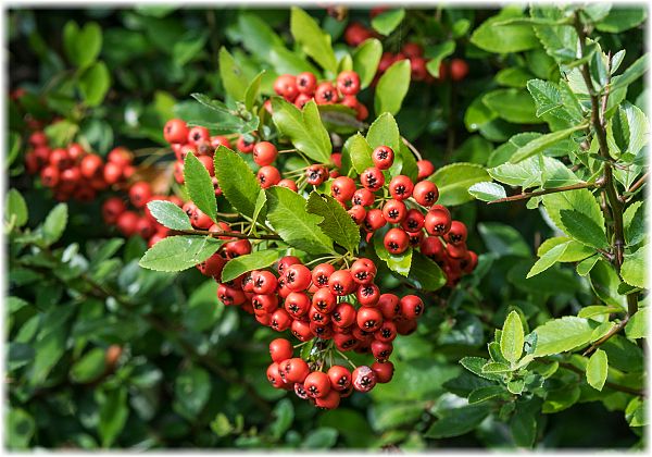 Pyracantha coccinea