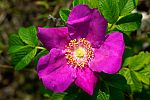 Rosa rugosa