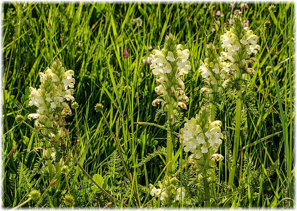 Pedicularis comosa