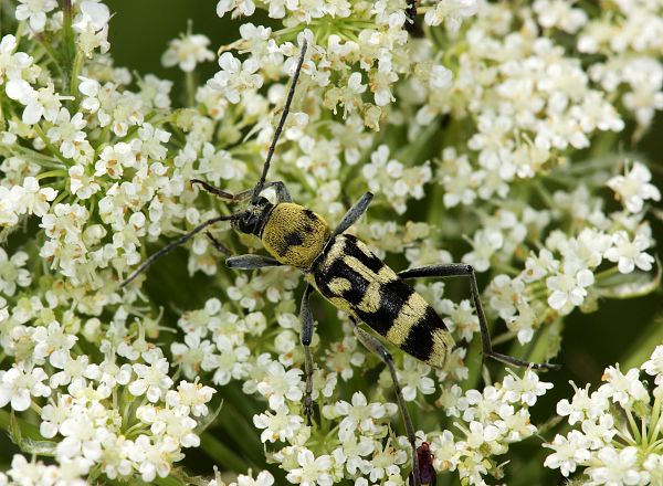 Chlorophorus varius