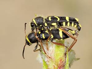 Clytus arietis