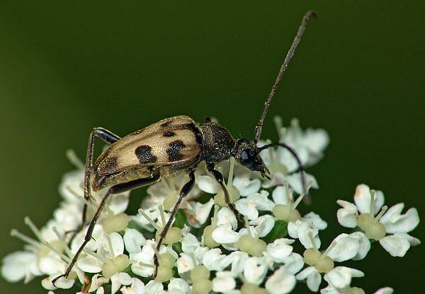 Pachytodes cerambyciformis