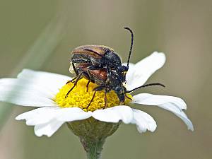 Pseudovadonia livida