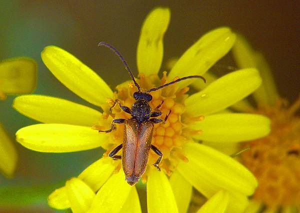 Pseudovadonia livida