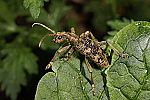 Rhagium sycophanta