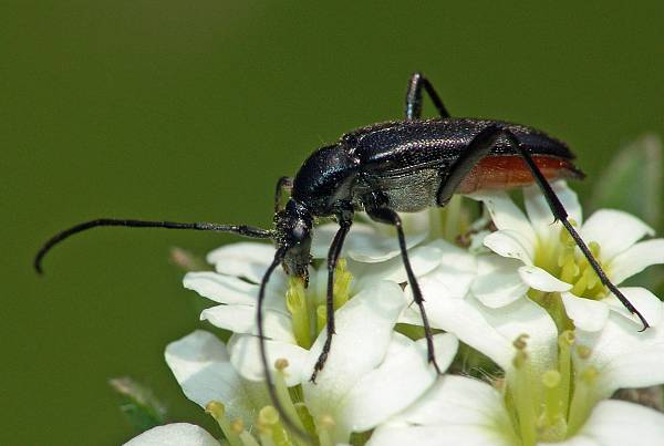 Stenurella nigra