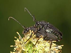 Stictoleptura scutellata