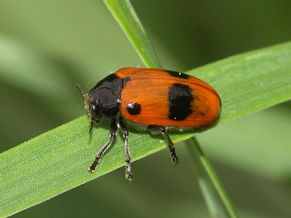 Clytra laeviuscula