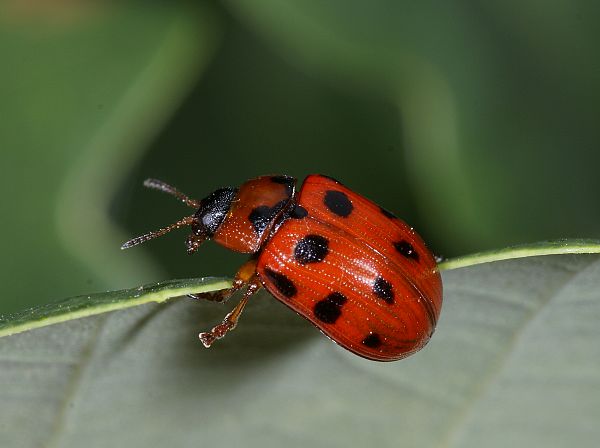 Gonioctena decemnotata