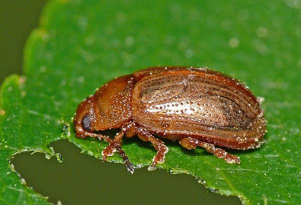 Gonioctena quinquepunctata