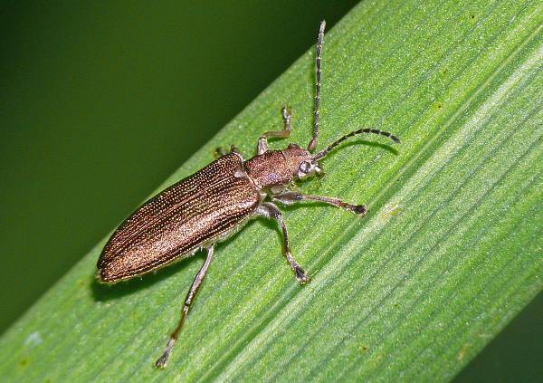 Plateumaris sericea