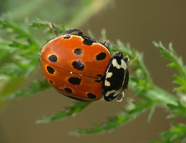 Anatis ocellata