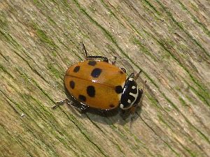 Hippodamia variegata