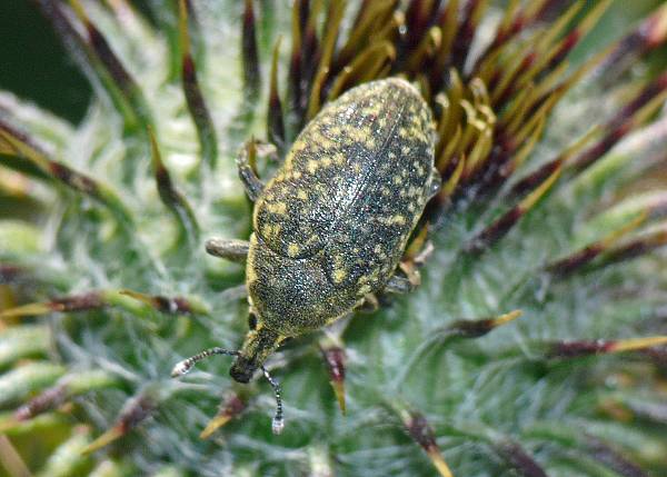 Larinus sturnus