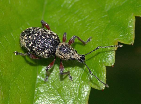 Otiorhynchus salicis