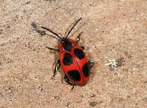 Endomychus coccineus