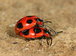 Endomychus coccineus