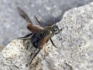 Hoplia philanthus