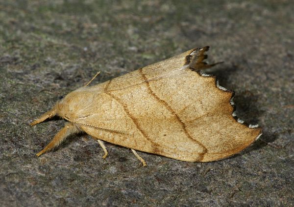 Falcaria lacertinaria