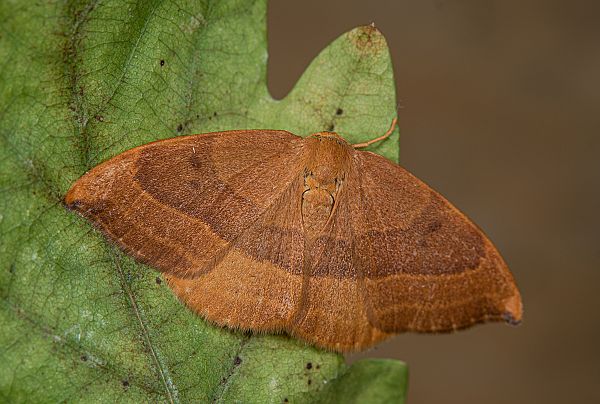 Watsonalla cultraria