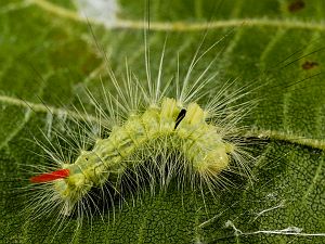 Calliteara pudibunda Raupe