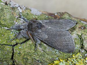 Calliteara pudibunda