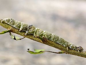 Catocala fraxini