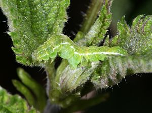 Hypena proboscidalis Raupe