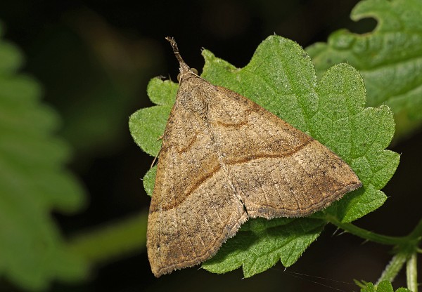 Hypena proboscidalis