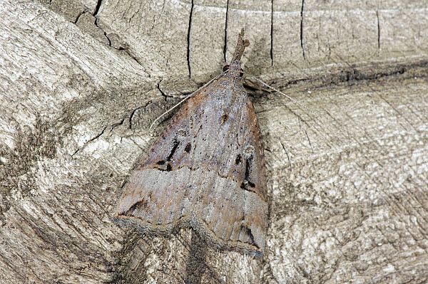 Hypena rostralis