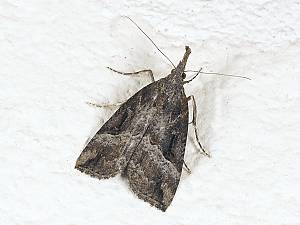 Hypena rostralis