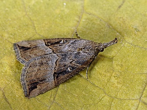 Hypena rostralis