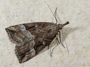 Hypena rostralis