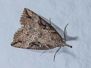 Hypena rostralis